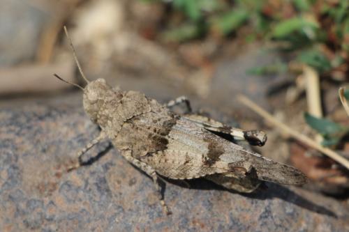 Oedipoda caerulescens caerulescens